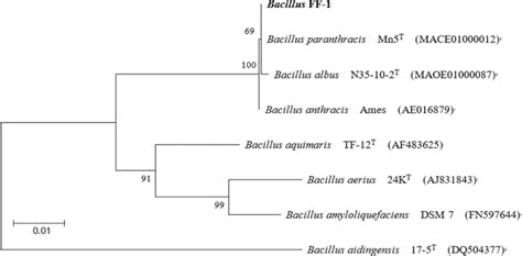 Phylogenetic Tree Showing The Relationship Of Bacillus Sp Ff 1 With