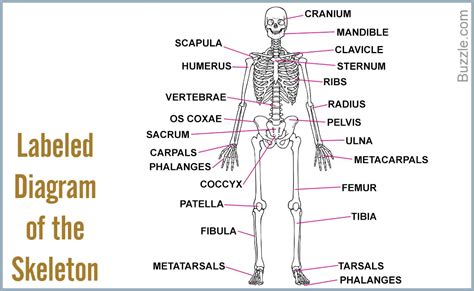 The Labeled Diagram Of The Skeleton Is Shown In This Graphic Above Its