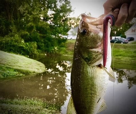 How To Catch Bass In Small Ponds Rangetoreel