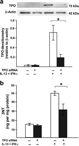 Thyroid Peroxidase Tpo Sirna Reduces 3 Nitrotyrosine 3nt Formation