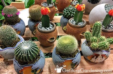 Cactus Care And Complete Growing Guide Get Busy Gardening