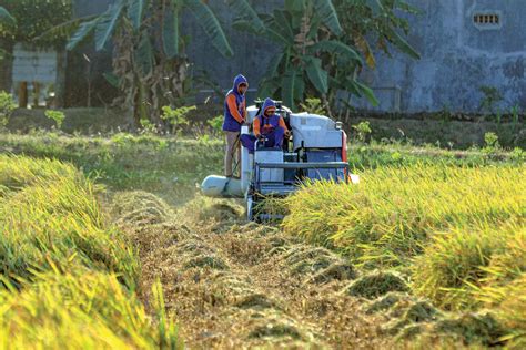 Para Petani Lamongan Minggu Depan Terakhir Panen Radar Bojonegoro