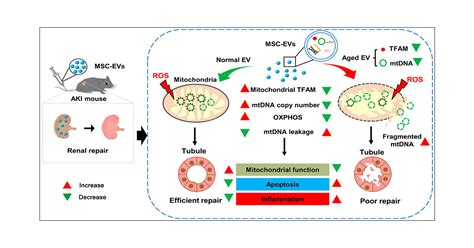 Mesenchymal Stem Cell Derived Extracellular Vesicles Attenuate