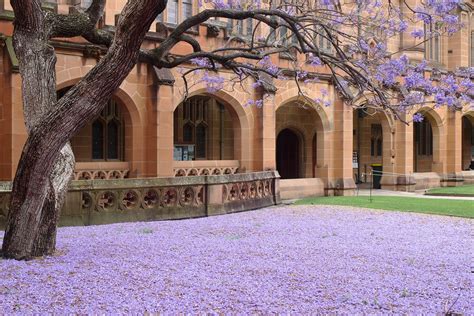 Jacaranda Trees In Bloom Sydney 2024 Roveme