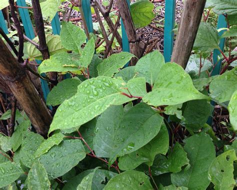 Five Easy Ways To Identify Japanese Knotweed Pba Solutions