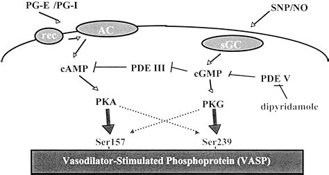 Dipyridamole Enhances Nocgmp Mediated Vasodilator Stimulated