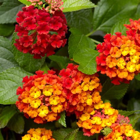 Lantana Bandana Mix Cherry Cherry Sunrise Pink Milaegers