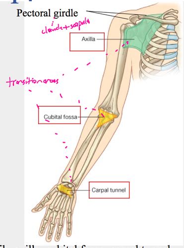 Upper Limb Anatomy Flashcards Quizlet