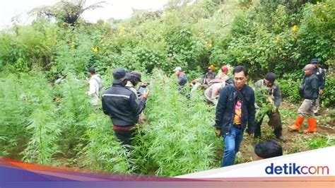 ladang ganja  bromo terungkap oleh drone menhut tak terkait