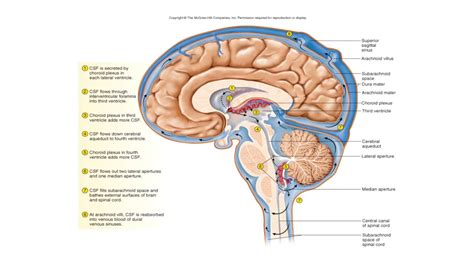 Csf Anatomy - Anatomical Charts & Posters