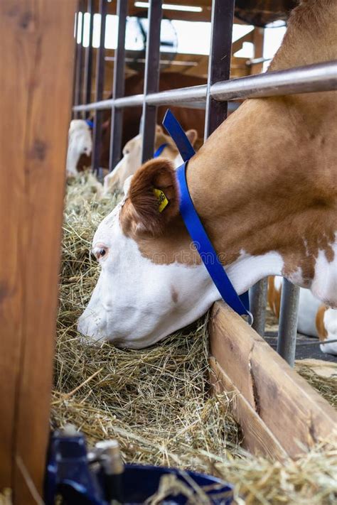 Purebred White Red Cow Eating Hay Modern Farming Stock Image Image