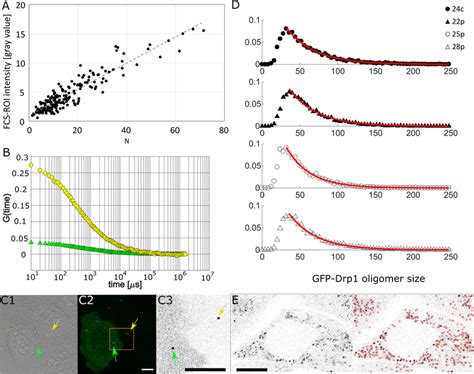 FCS Calibrated Imaging A Graph Presenting Correlation Between The