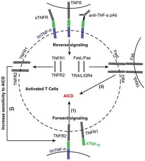 Transmembrane Tnf α Promotes Activation Induced Cell Death By Forward And Reverse Signaling