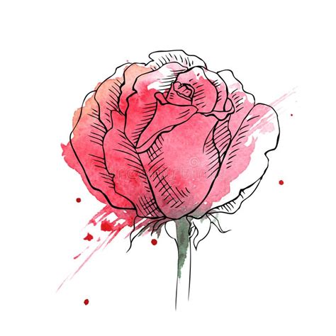 Blume Rote Rosen Hand Gezeichnet Vektor Abbildung Illustration Von