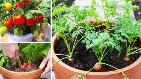 7 légumes faciles à cultiver dans des pots à la maison Comment Conserver