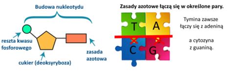 Dna No Nik Informacji Genetycznej Edulekcja