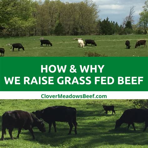 How We Raise Our Grass Fed Beef Clover Meadows Beef