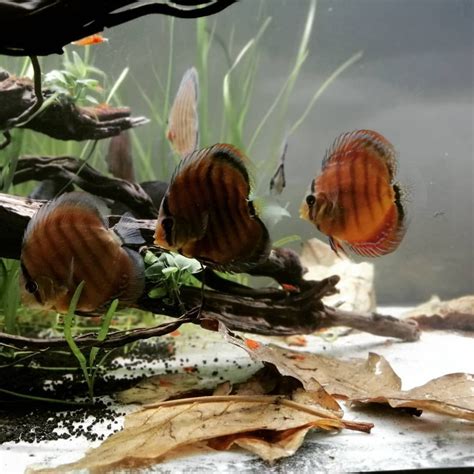 keeping discus fish in planted tank | Discus fish, Planted aquarium, Fish