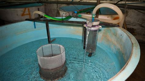 How Does A Bell Siphon Work Aquaponics Advisor