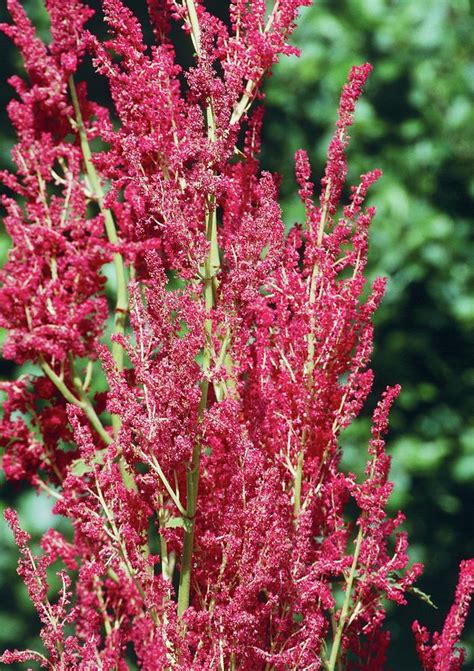 Rheum Palmatum Atrosanguineum By Adrian Thomas Science Photo Library