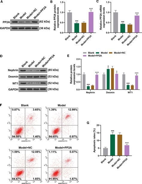 Pp A Overexpression Reversed The Effects Of Adr On Pp A And Podocyte