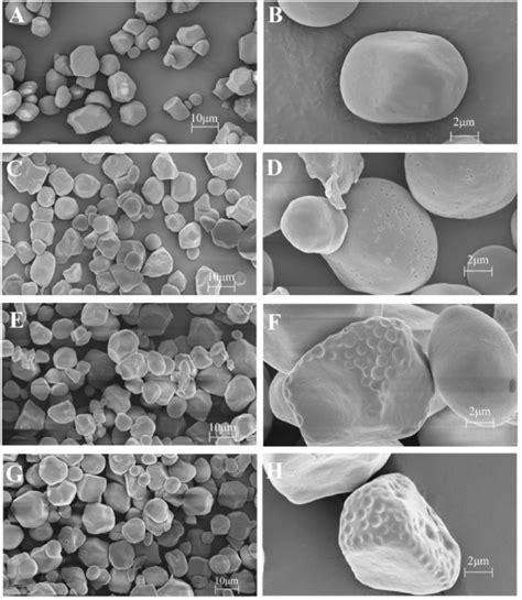 SEM Images Of Starches With Different Treatments A And B CS Corn