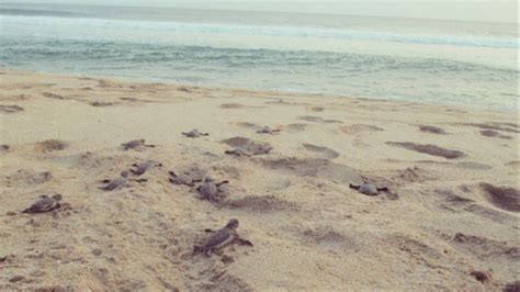 Foto Ramai Dikunjungi Wisatawan Mancanegara Pantai Di Sukabumi Ini