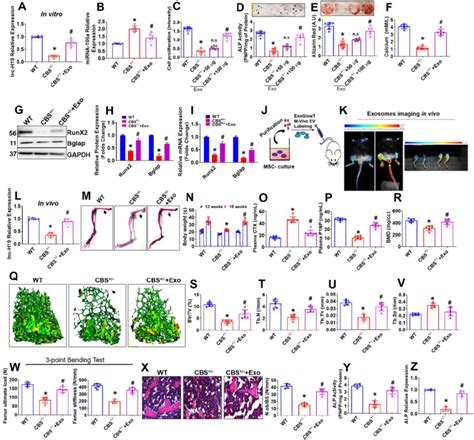 Exo Promotes Osteogenesis In The Cbs Heterozygous Mice In Vitro And In Download Scientific