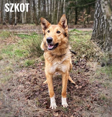 Owczarek Szkocki Collie Mix Roczny Szkot Adopcja Bydgoszcz Olx Pl