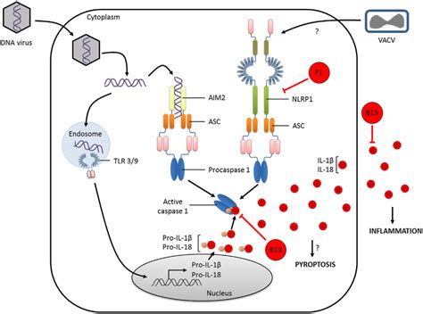 Inhibition Of Pyroptotic Cell Death By Vacv Proteins Activation Of Download Scientific Diagram