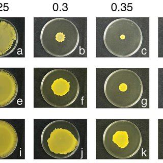 Occurrence Of Quorum Sensing In Spreading Colony Formed By S Aureus