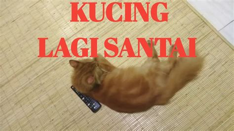 Kucing Lucu Lagi Santai Youtube