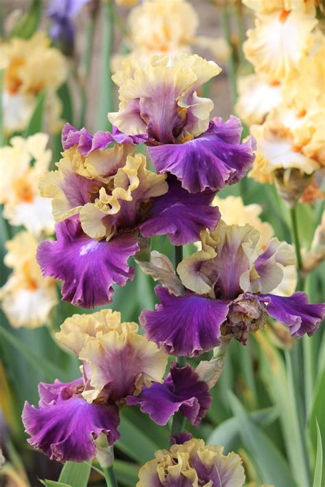 Photo Of The Bloom Of Tall Bearded Iris Iris Rustler Artofit