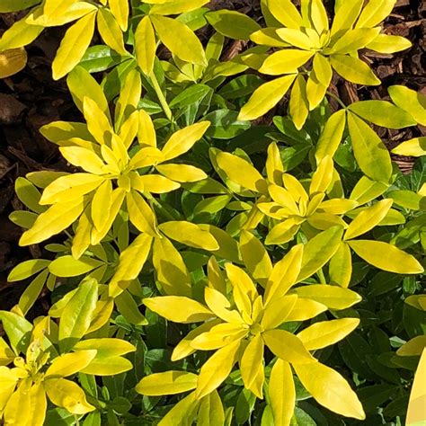 Choisya Ternata Goldfinger Mexican Orange Blossom Goldfinger In