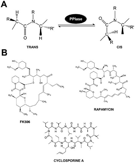 Schematic Representation Of The Cistrans Isomerization And Structures