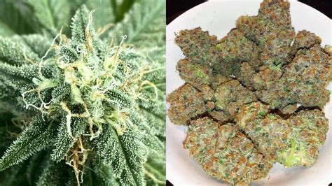 Top 5 Best White Weed Strains To Grow In 2024 - WSE USA