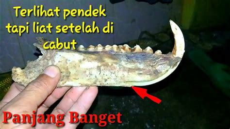 Proses Cabut Gigi Taring Babi Hutan Asli Youtube