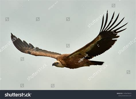 3,879 Big wingspan Images, Stock Photos & Vectors | Shutterstock