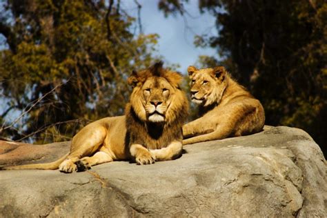 Qué Significa Soñar Con Leones Descúbrelo Revela Sueños