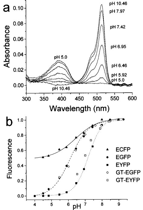 (a) pH-dependent absorbance of EYFP. (b) pH dependency of fluorescence ...