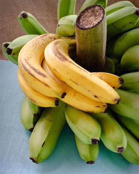 Original Banana Species