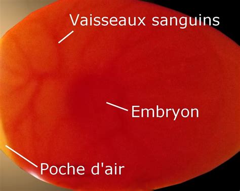 Incubation artificielle des œufs de poules et volailles en 2020