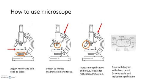 KS3 Science How To Make An Onion Cell Slide And Use A Microscope To