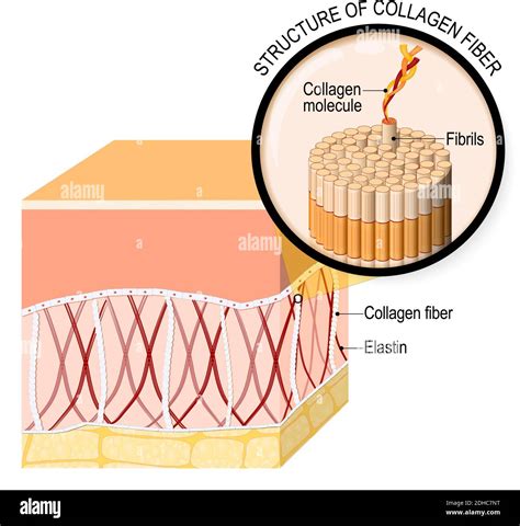 collagen fibers in a skin. Close-up of collagen molecule. Anatomy of the humans skin. Vector ...