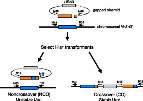 Figure From Molecular Structures Of Crossover And Noncrossover