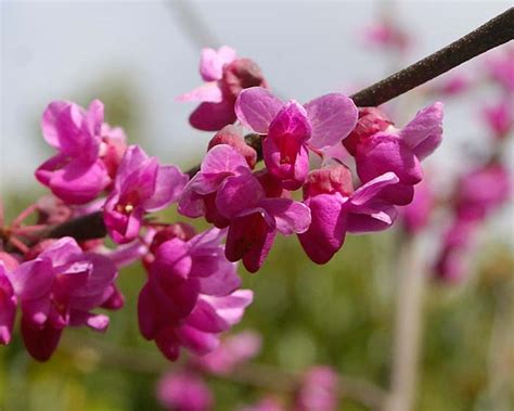 Gardensonline Cercis Chinensis