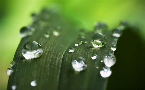 Gotas De Agua Hoja Planta Macro Green Hd Naturaleza Macro Verde