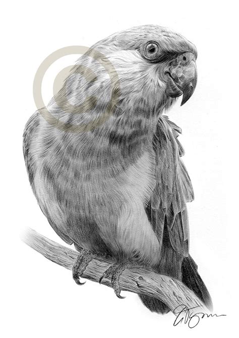 PARROT Bird Art Pencil Drawing Print Artwork Signed by - Etsy