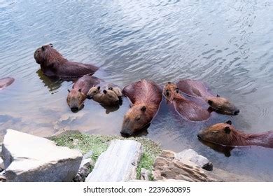 Capybaras Swimming Park Stock Photo 2239630895 | Shutterstock