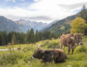 Südallgäu Oberstdorf Hindelang Kleinwalsertal mehr